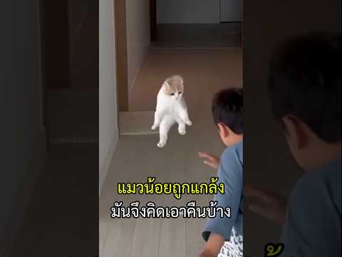 เจ้าเหมียวโดนแกล้งเลยคิดที่จะเอาคืนบ้าง #แมว #แมวตลก #แมวน่ารัก