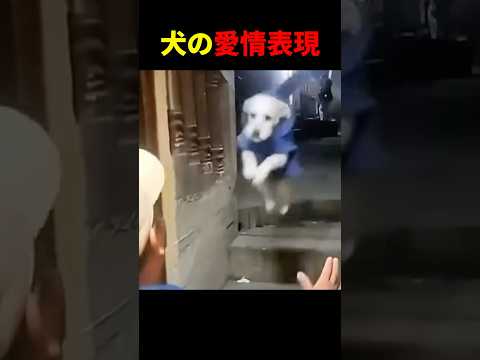 御主人様を待ちきれないワンコ達
