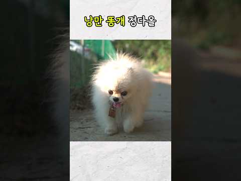 강아지가 아빠를 버리고 도망치면 생기는 일