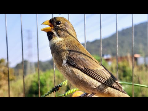 COLEIRO pardo tui tui CANTANDO no MATO ESTIMULE seu PAPACAPIM FÊMEA solta chamando!!!
