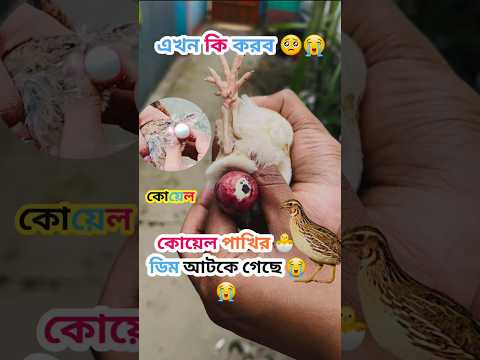 কোয়েলপাখি ডিম আটকালে কি করব?? 😭😭 #quail #birds #egg #incubator #কোয়েল_পাখি #farmanimals #wildlife