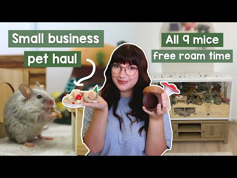 Mouse free roam & what I've bought the pets recently | VLOG