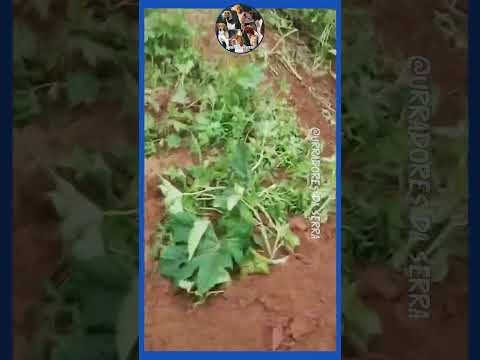 Caçada de paca - cachorrada tirando a paca do buraco e correndo