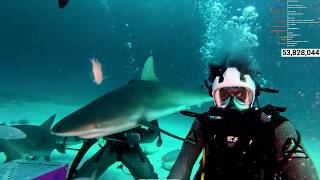 iShowSpeed Goes Shark Diving In The Bahamas 🤯
