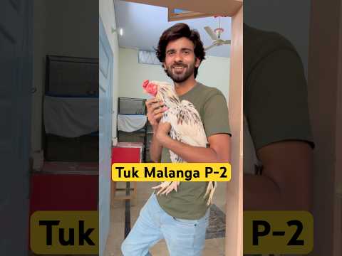 Tuk Malanga 🐓 P-2 #shorts #youtubeshorts #viral #aseelmurga #shortvideo #rescue