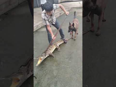 How crocodiles are raised on farms #shorts #crocodiles