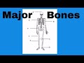 Human Skeletal System Identification