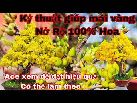 kỷ thuật giúp mai vàng nở rộ 100% hoa