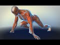 Muscle Contraction Mechanisms and Structures