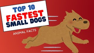 Top 10 Fastest Small Dog Breeds