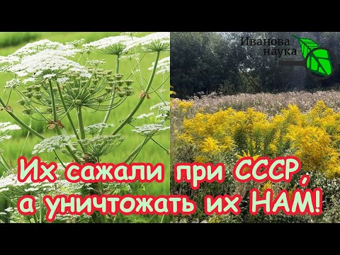 За 1 раз без тяпки и лопаты: все сорняки уйдут с участка сразу! Борщевик, золотарник, сныть пропадут