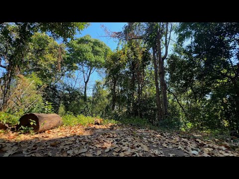 Forest Sounds for Meditation & Relaxation | Soothing Nature Sounds (Birds Chirping)