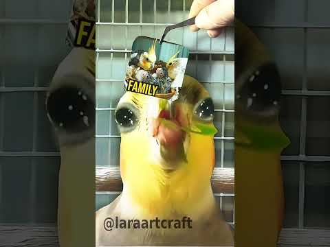 Cockatiel refresh your mind #shorts #cockatiel