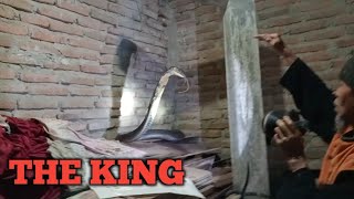 THE KING COBRA DI SAMPING RUMAH