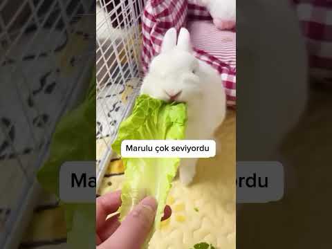 O kadar yavruyu bir tavşan mı doğurmuş 😮