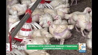 Manya bino ofune mu bulunzi bw'enkoko ez'ennyama #ObulimiNobulunzi