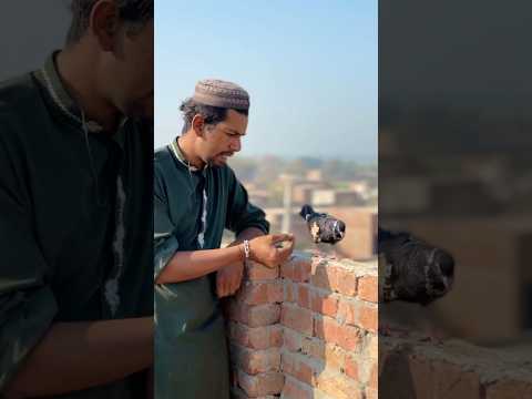 Kabootar Ne Kii Help 🕊️🥹 #shorts #kabootar #story #kabutar #pigeon #pets #pet #petlover #ramadan