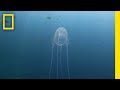 Dr. Yanagihara's Jellyfish Research Insights