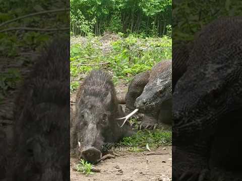Hog Hog Hog! #animals #viral #wildlife #komodo #komodoisland  #komodoindonesia