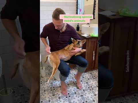 Our disabled dog’s pee and poop routine takes us 10 minutes, even when we are traveling with her