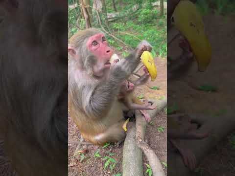 Monkey mother with little Shisan? monkey