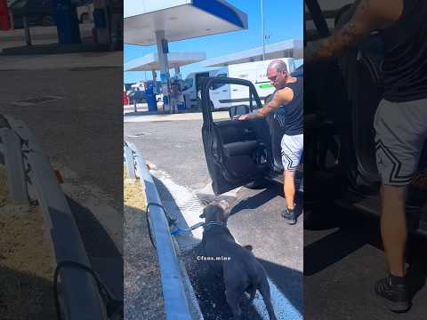 Loyal Dog With Owner 😍 #shorts