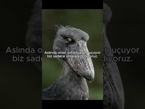 Dinozorlar Gerçekten Yok Oldu Mu? 🦖😳
