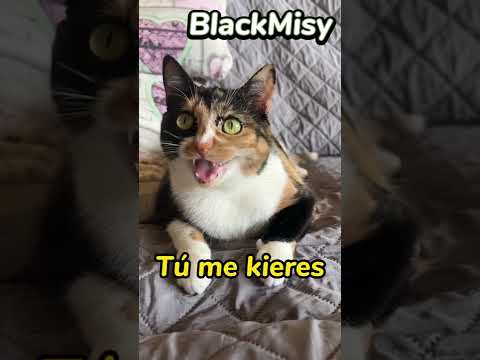 Humor con gatos “clases de ingles”