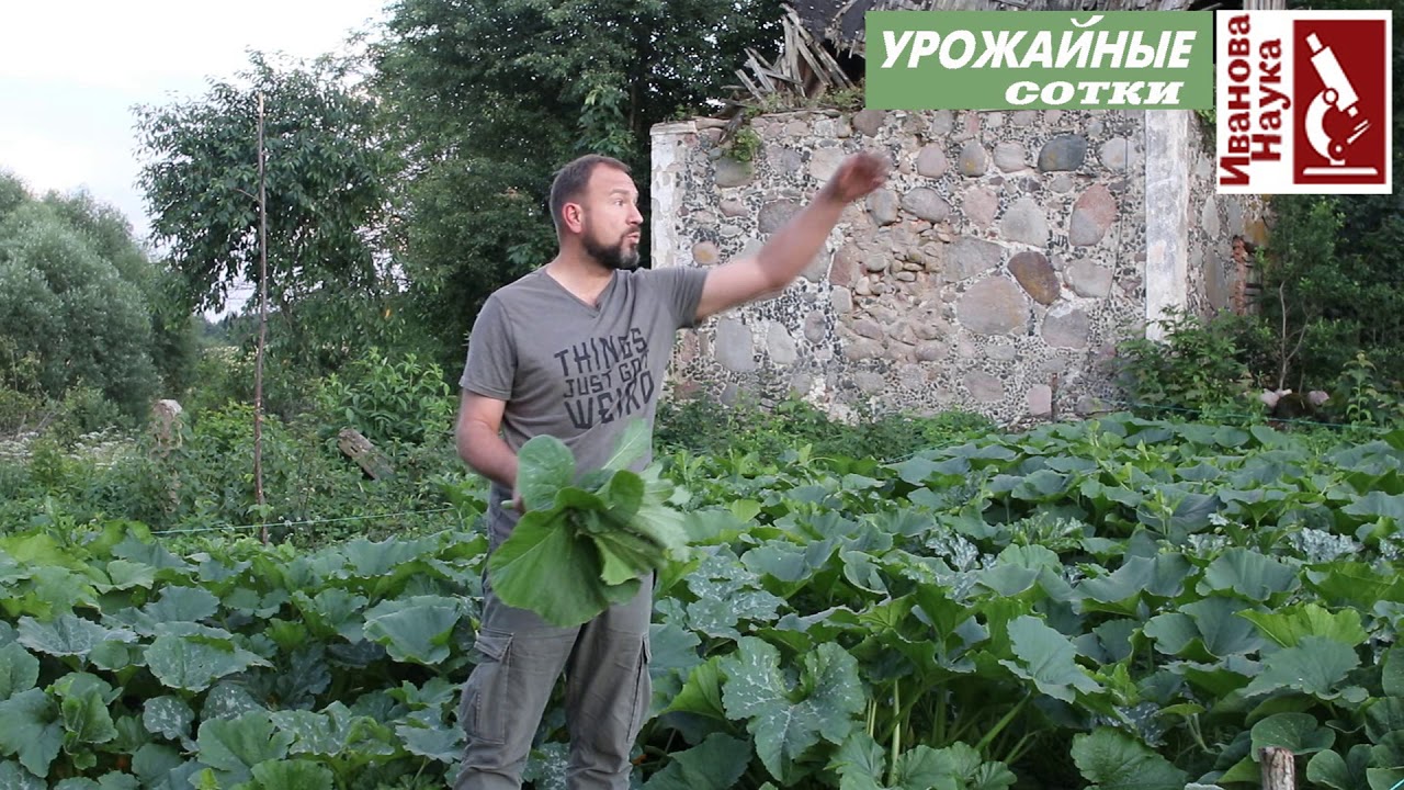 Зачем покупать, если можно получить бесплатно? Хитрости получения высококачественных семян