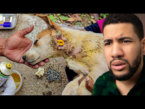 Rescatando Animales Abandonados #11 (Vas a Llorar de Emoción)