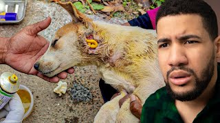 Rescatando Animales Abandonados #11 (Vas a Llorar de Emoción)