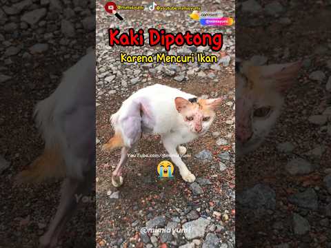 Kaki Dipotong Karena Mencuri Ikan😭#kucing #kucinglucu #cat #catlover #cutecat #cute