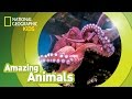 Discovering the Giant Pacific Octopus