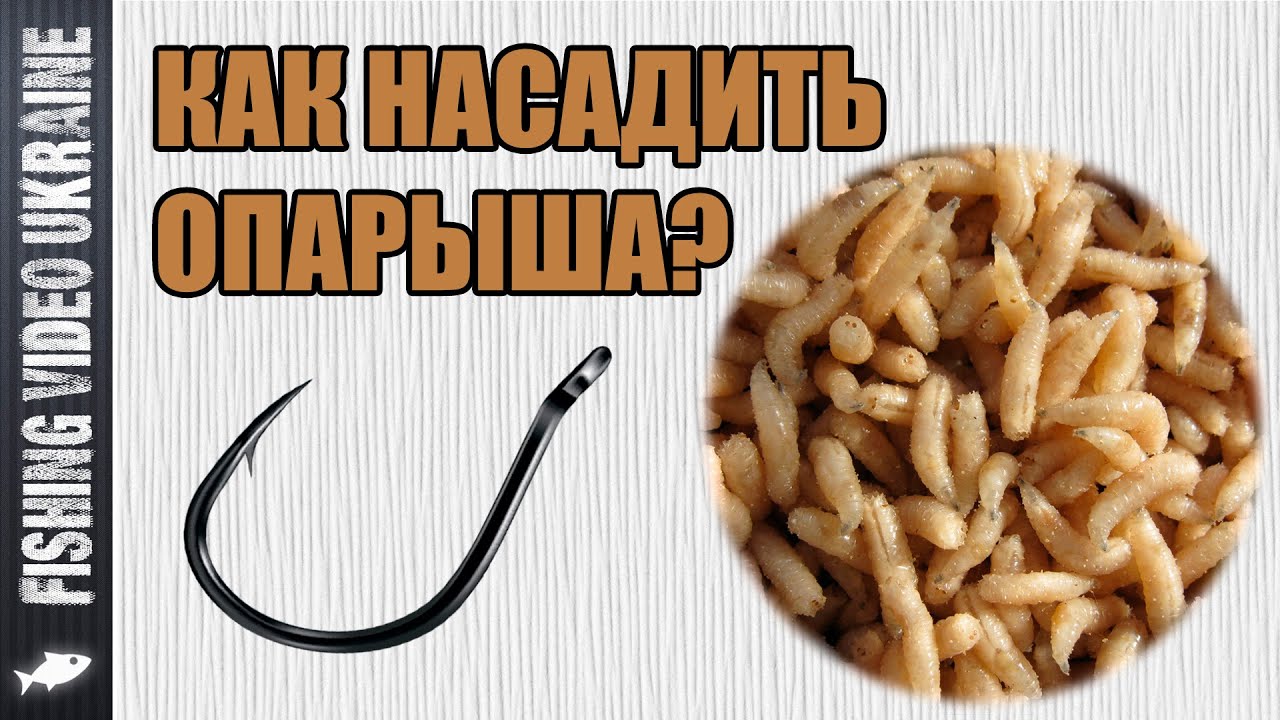Как насадить опарыша на крючок