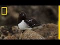 Arctic Ecosystem Changes and Research