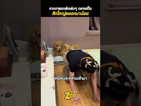 เจ้าหมางงหนัก! เมื่อโดนเจ้าของเลียนแบบทุกท่าทาง