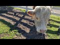 National Livestock Identification System Overview
