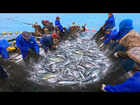 Intense Fishing!Tuna Schools!Amazing Harvest from Fixed Fishing Grounds_千萬漁場!直擊鮪魚群!三和定置漁場捕撈-台東海鮮