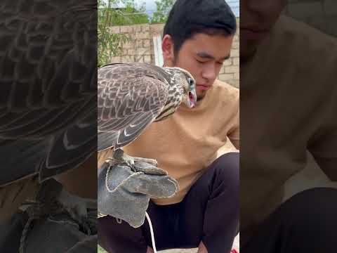 I’M FEEDING MY SAKER FALCON.#shortsvideo #birds #shortsfeed #shorts #shortsyoutube