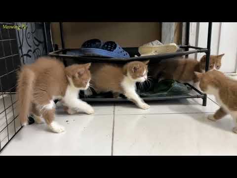 The kittens were playing with each other their fur ruffled and threatening.
