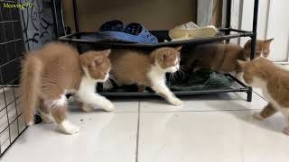 The kittens were playing with each other their fur ruffled and threatening.