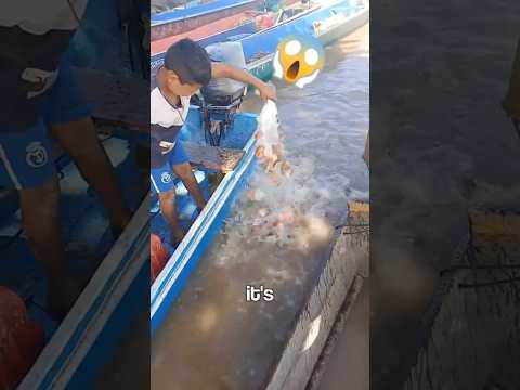 Piranhas vs Fish