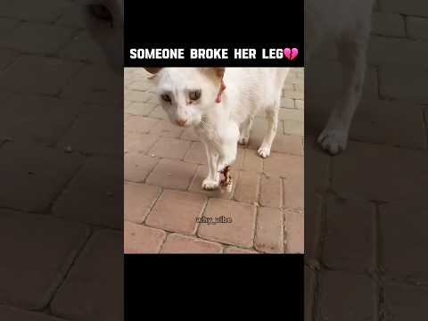 They Destroyed Cats Legs🥺