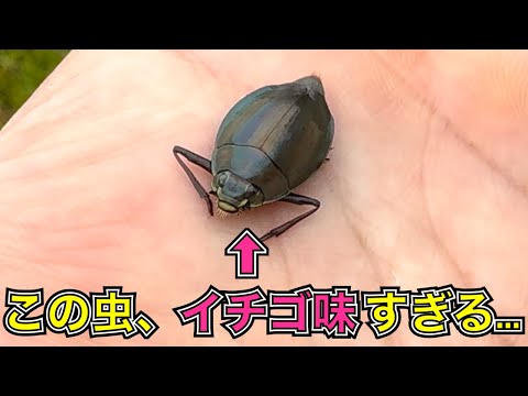「イチゴ味の虫」を食べる