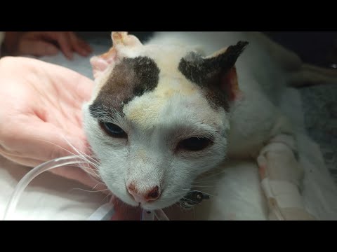 Arthur o gatinho com tumor na orelha.