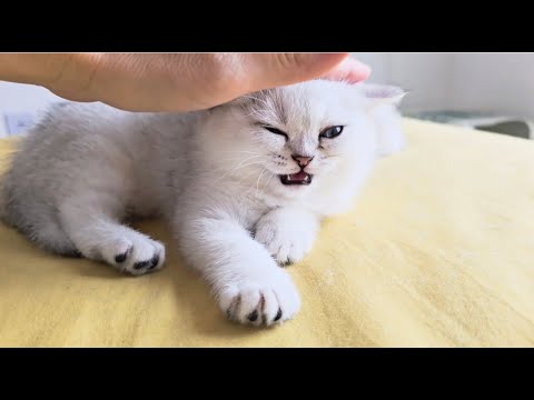 Cutest kittens and mom cat of chinchilla color