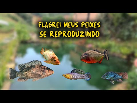 FLAGREI MEUS PEIXES SE REPRODUZINDO!