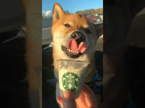 Animal Transformation? #short #tiktok #animals