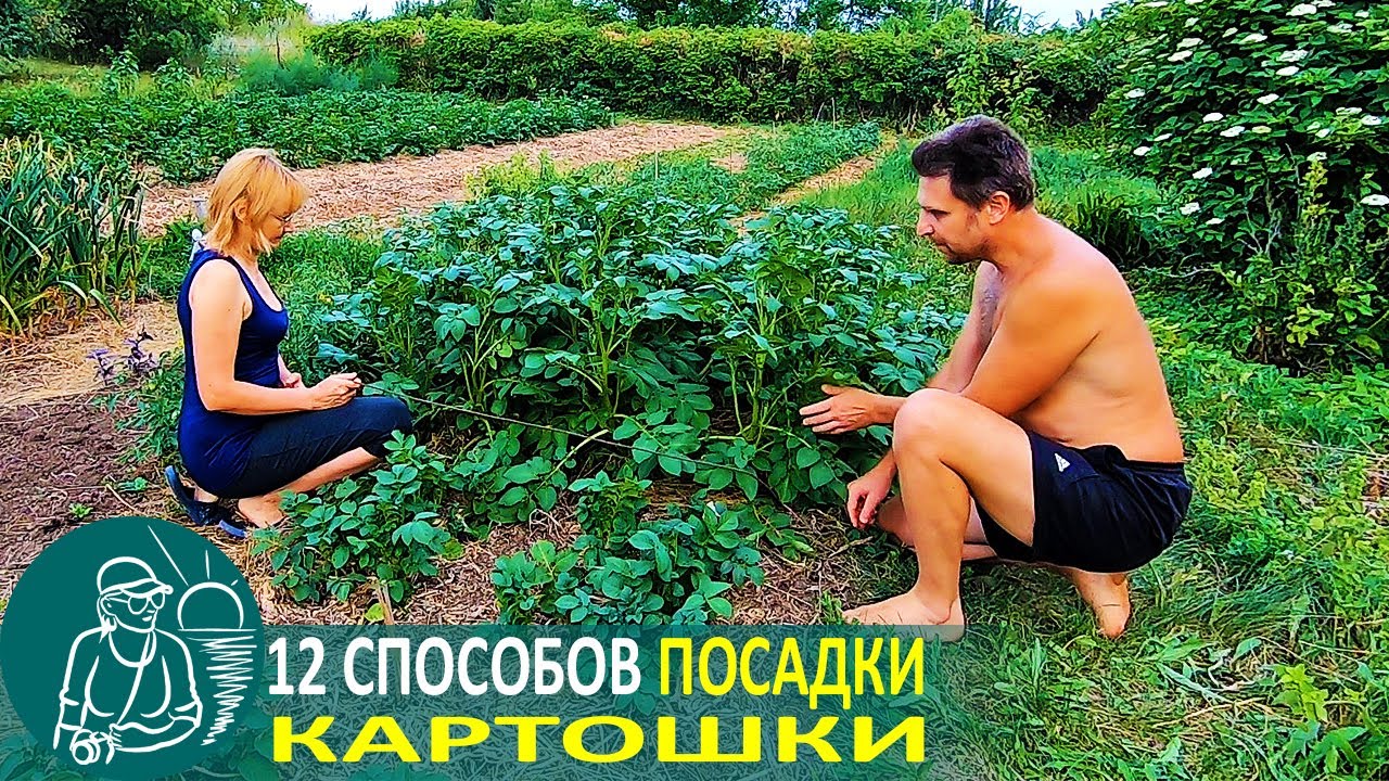 Посадка картофеля 12 способами эксперименты и технологии гордеевых