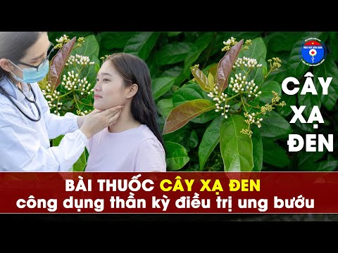 🔴 Cây Xạ Đen công dụng thần kỳ điều trị ung bướu! Y học cổ truyền
